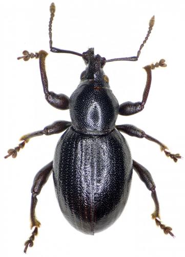 Réf. 254 079 : Otiorhynchus arcticus arcticus